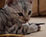 Bengal cat silber rosetted